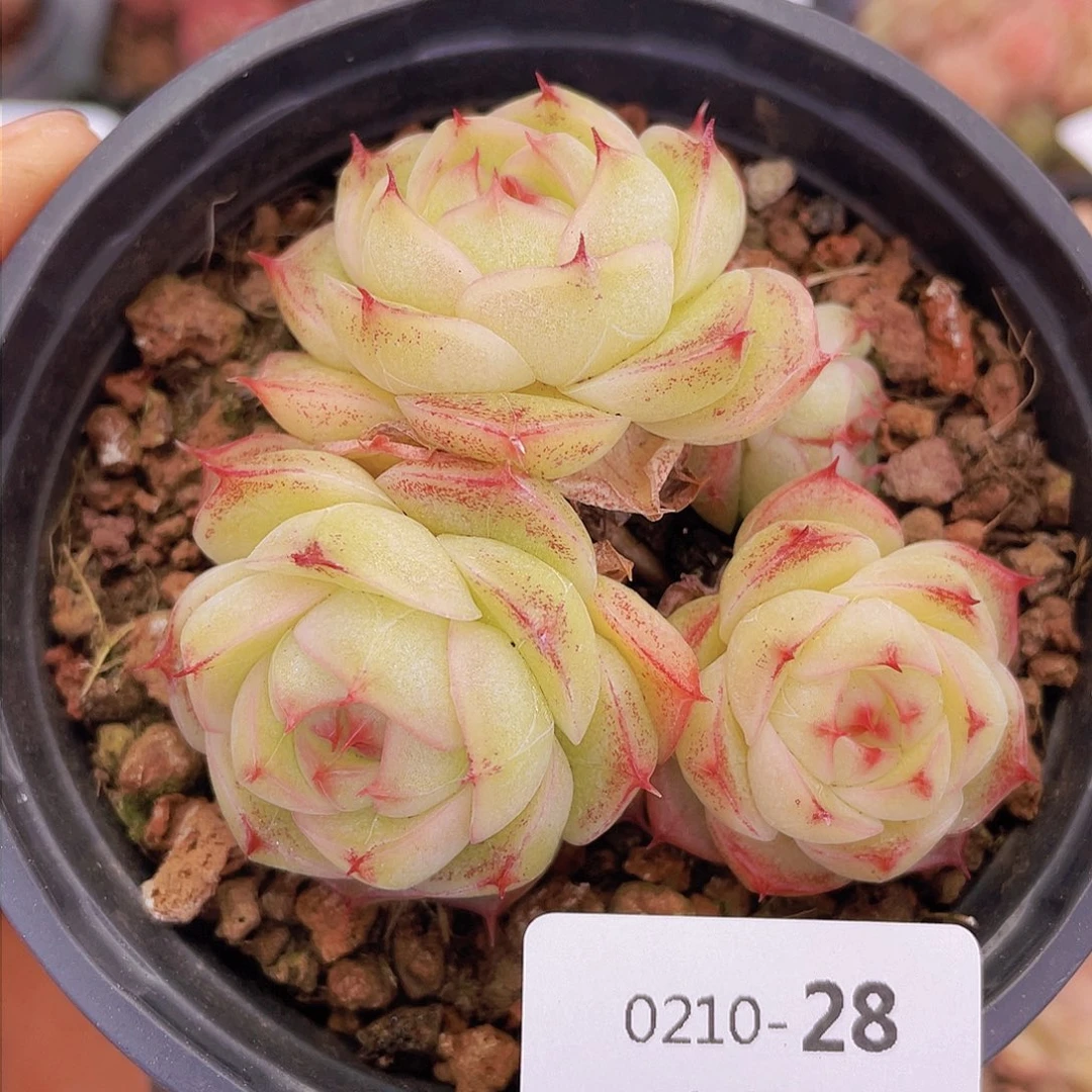 00000000000000028量拍