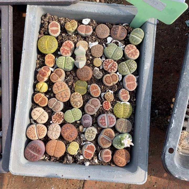 ****a生石花的季节是最544