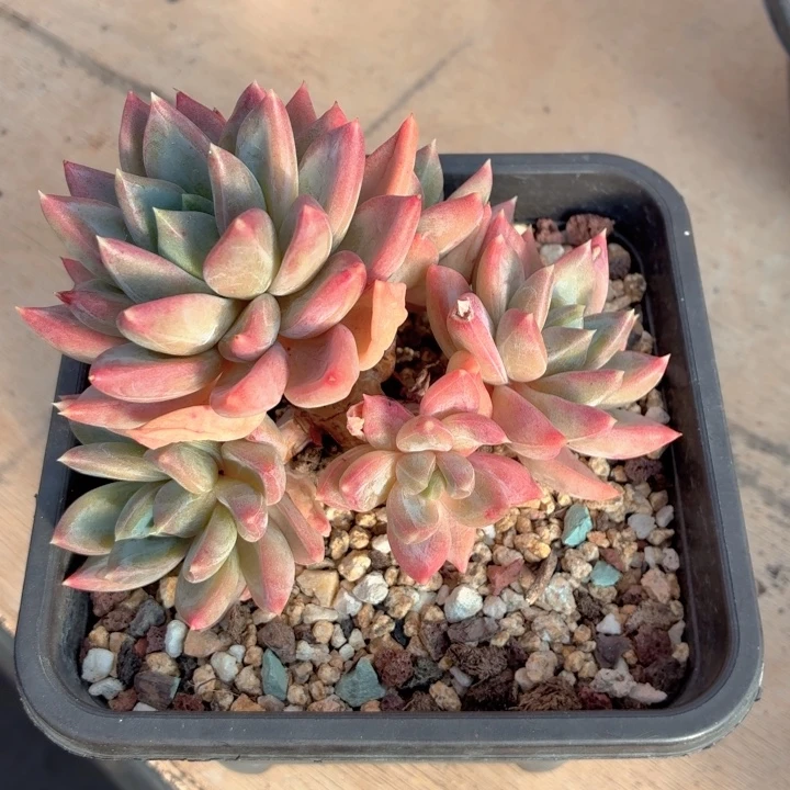 多肉植物 红蛋一物一拍-4