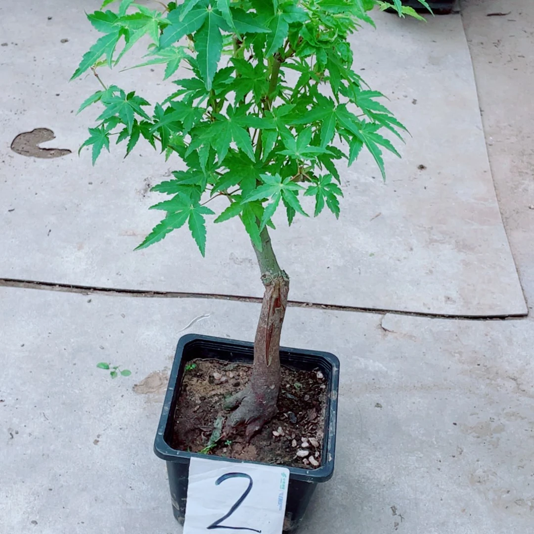 陕***锤无花朵黄金风老桩