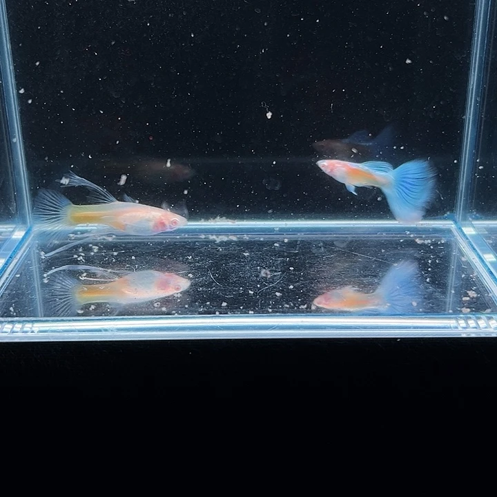 孔雀鱼天空蓝孔雀鱼