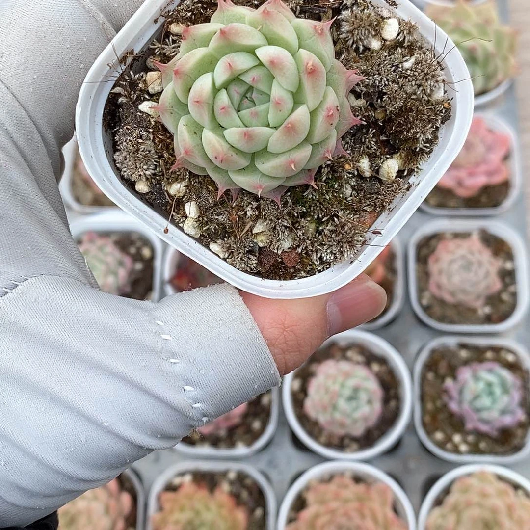 多肉植物9.9包邮5043