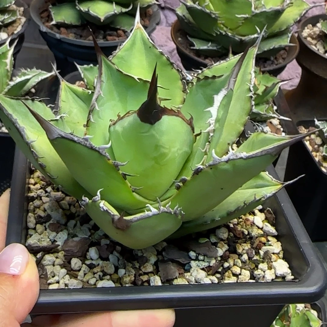 黑桃啦啦啦啦啦啦啦