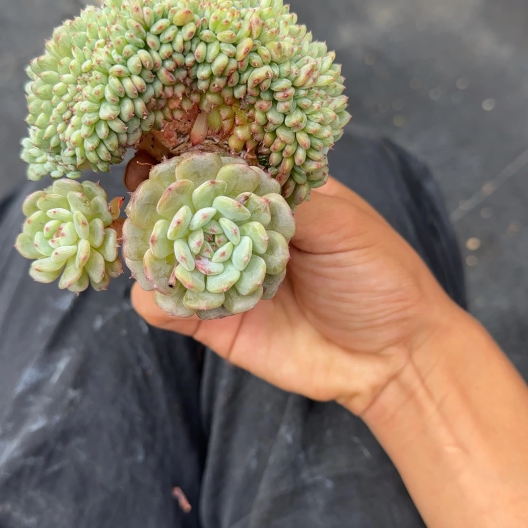 一物一拍白胖子缀05