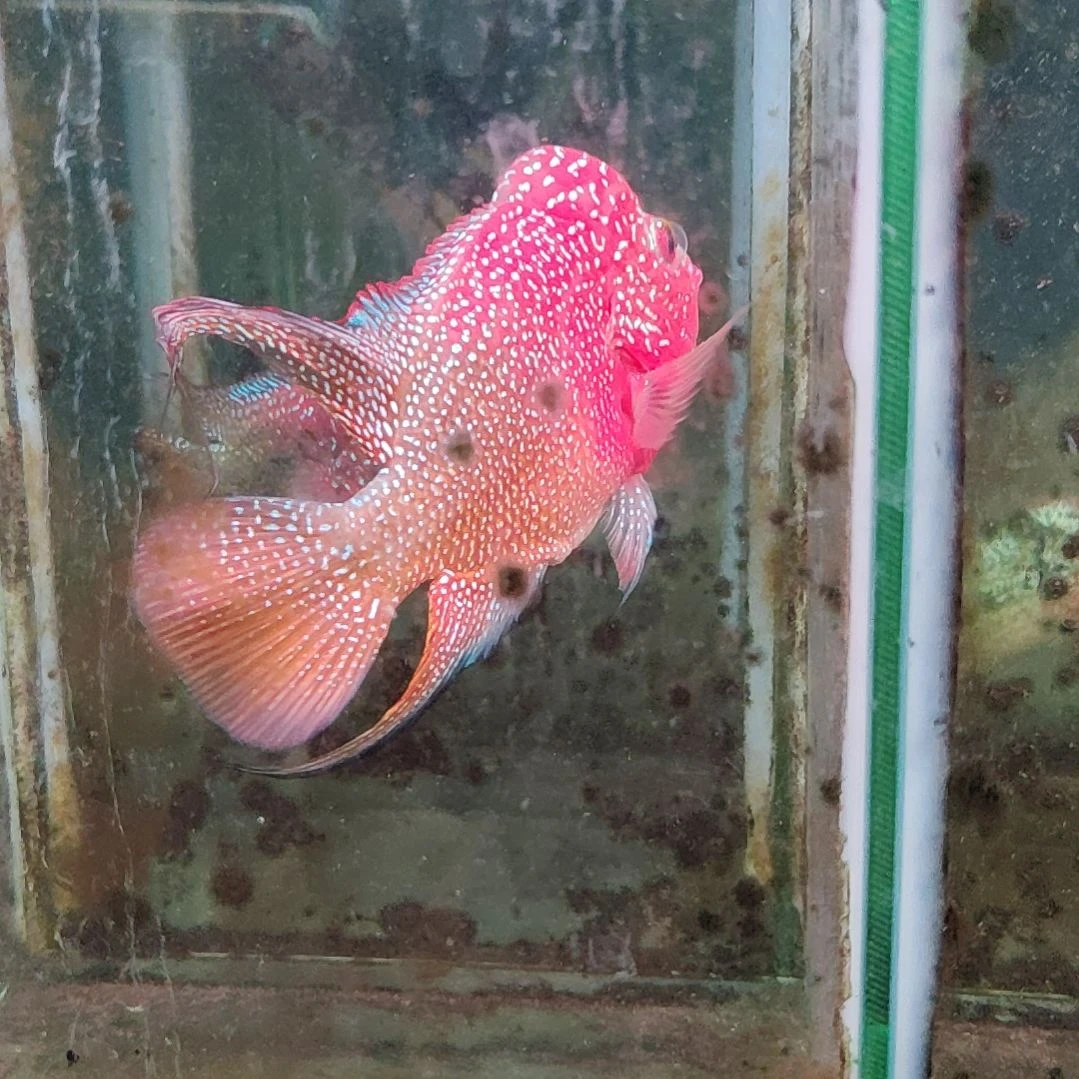 罗汉鱼22222222222222