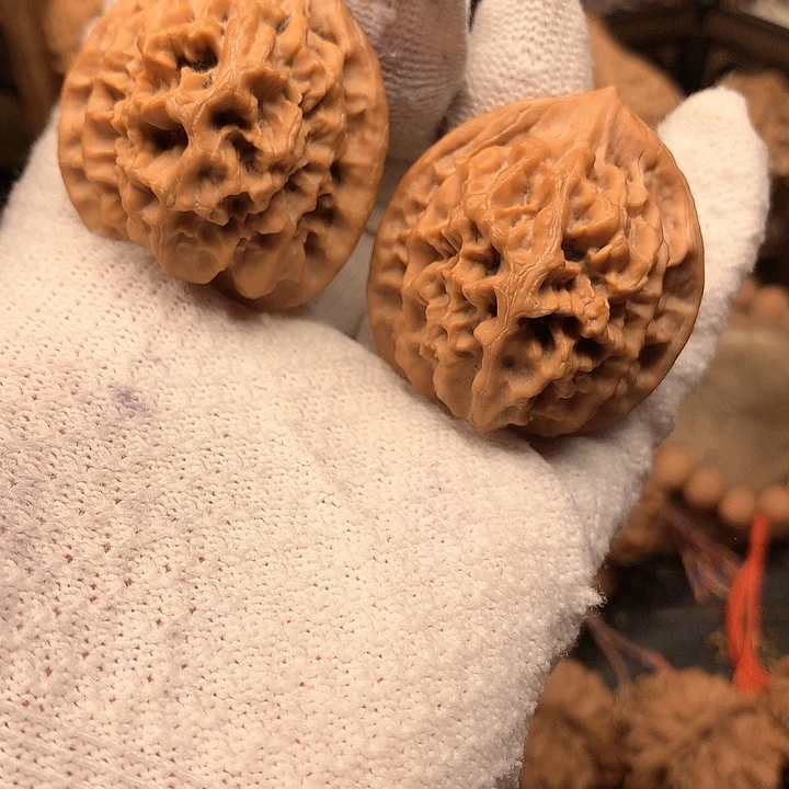 40尺秦岭野生帝王官帽福利