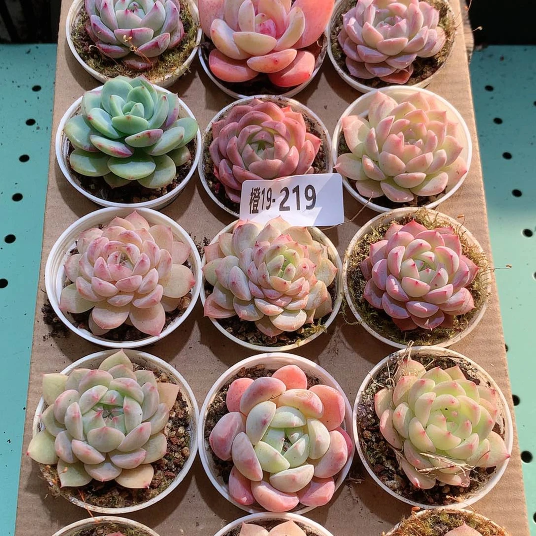 19-219一物一拍带盆18颗。