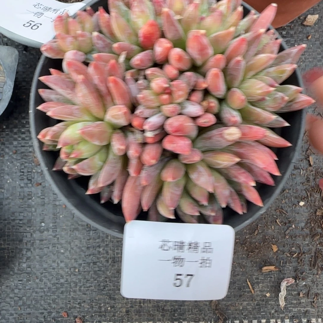 闪购精品多肉57号