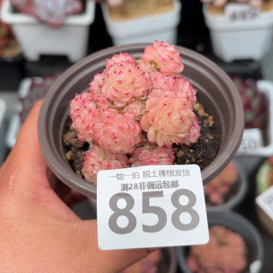 麦秆群无盆土发货