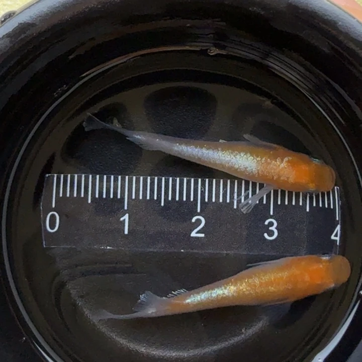 青鳉鱼红白赤壁24号