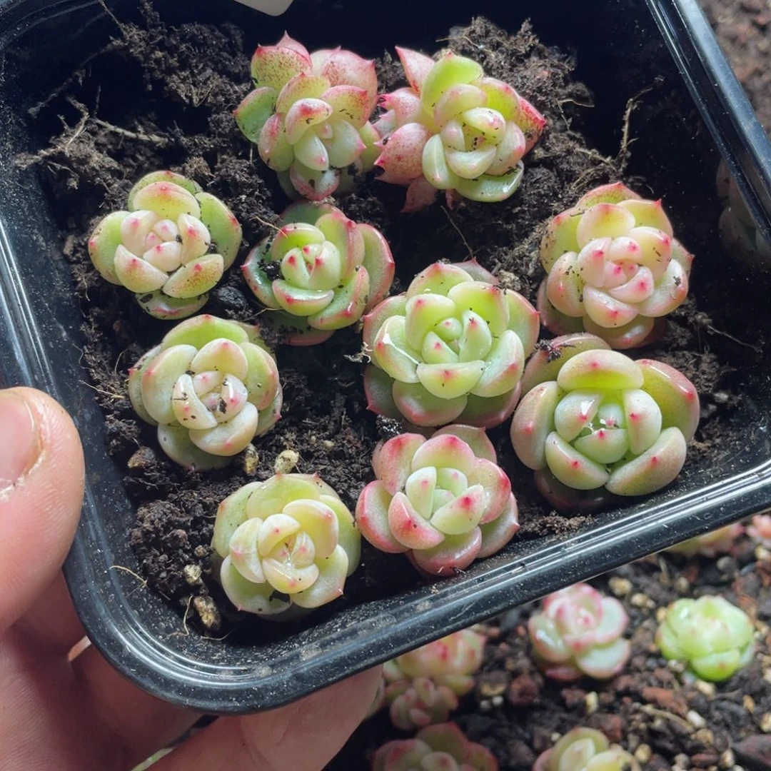 0****?my07珍妮一物一拍319