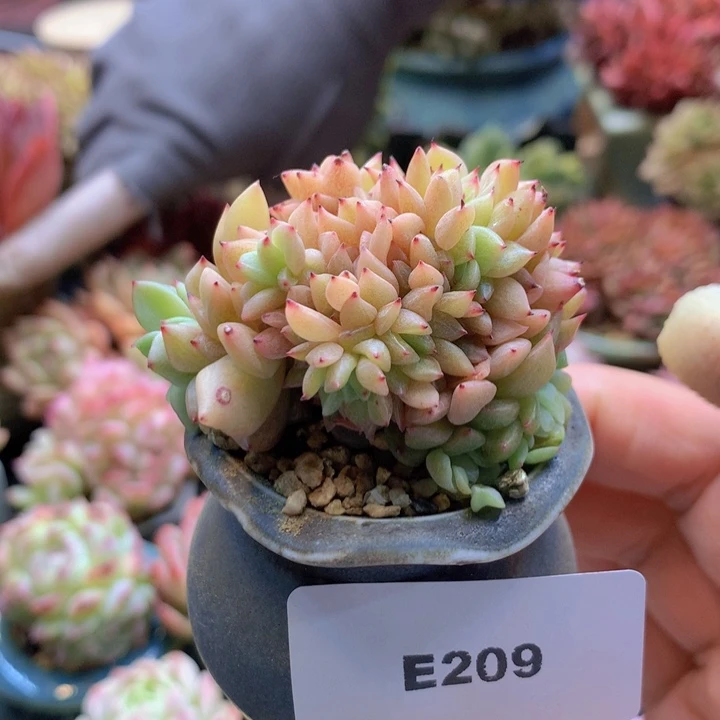 一物一拍含盆土满38包邮E209