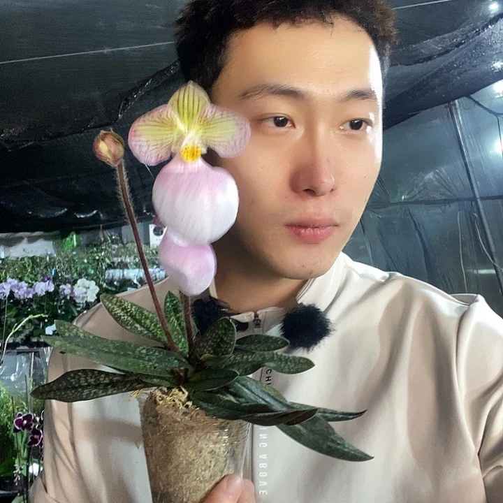 无花朵玉女带花苞