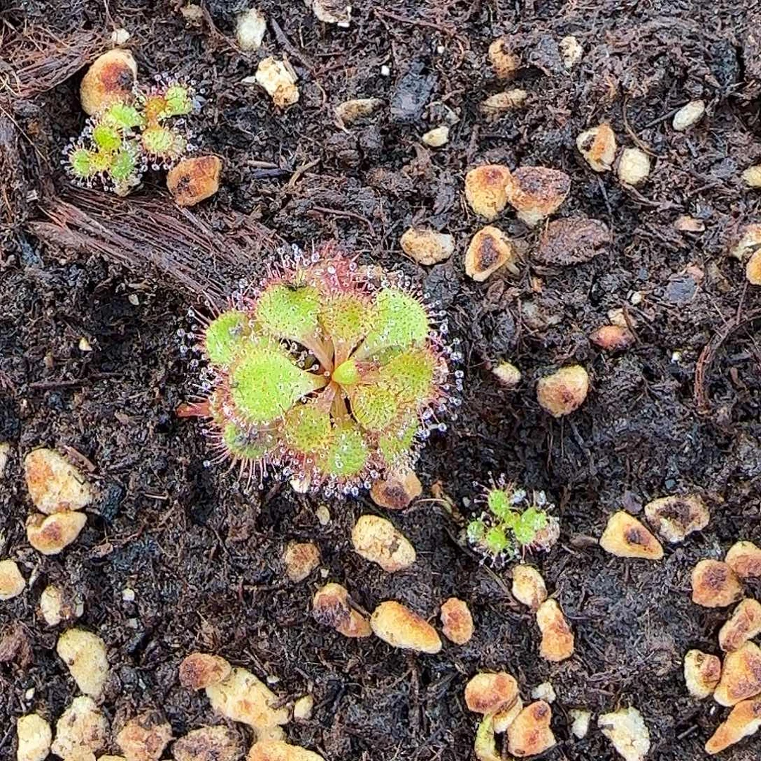 兔***么全部花朵劳瑞茅膏菜