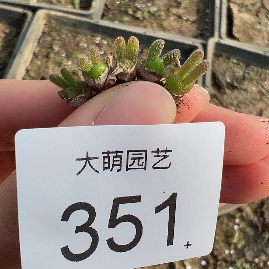 0000351量拍短耳黑兔子5颗