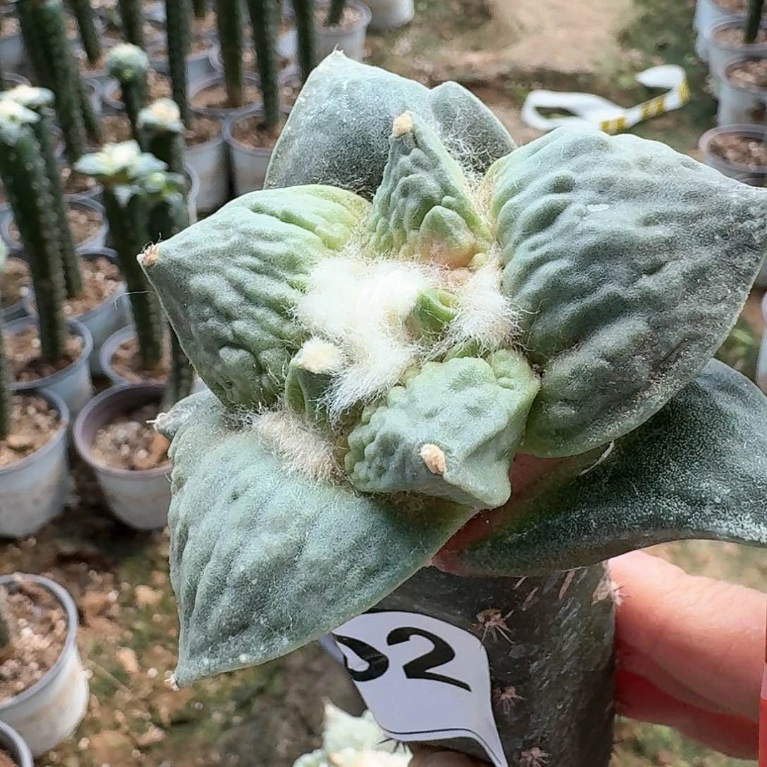 【闪购商品】无花朵叁***异大尤村主怒涛002