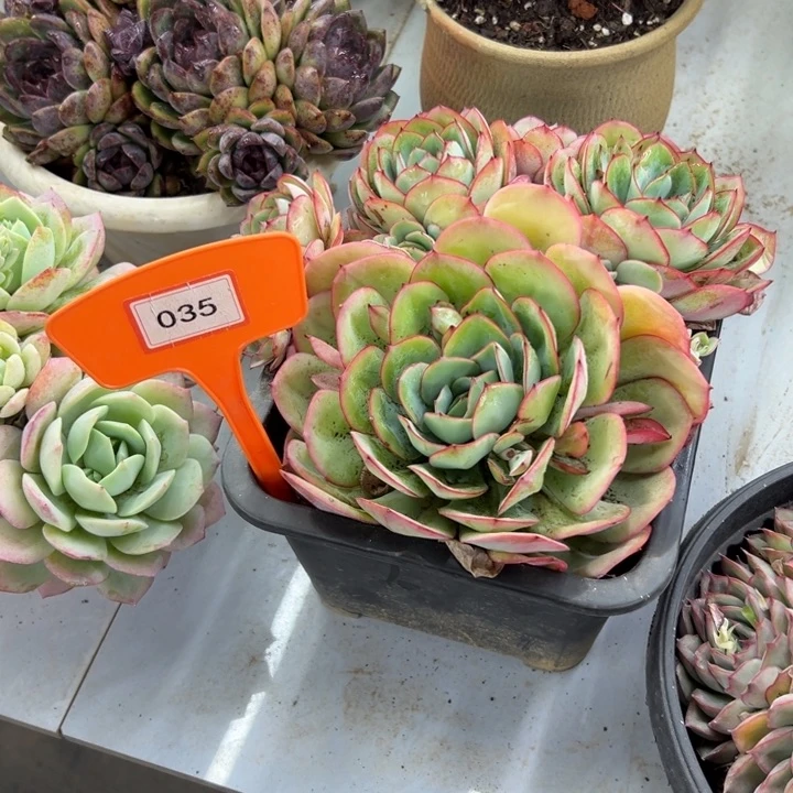 秋**阳牡丹亭多肉植物035