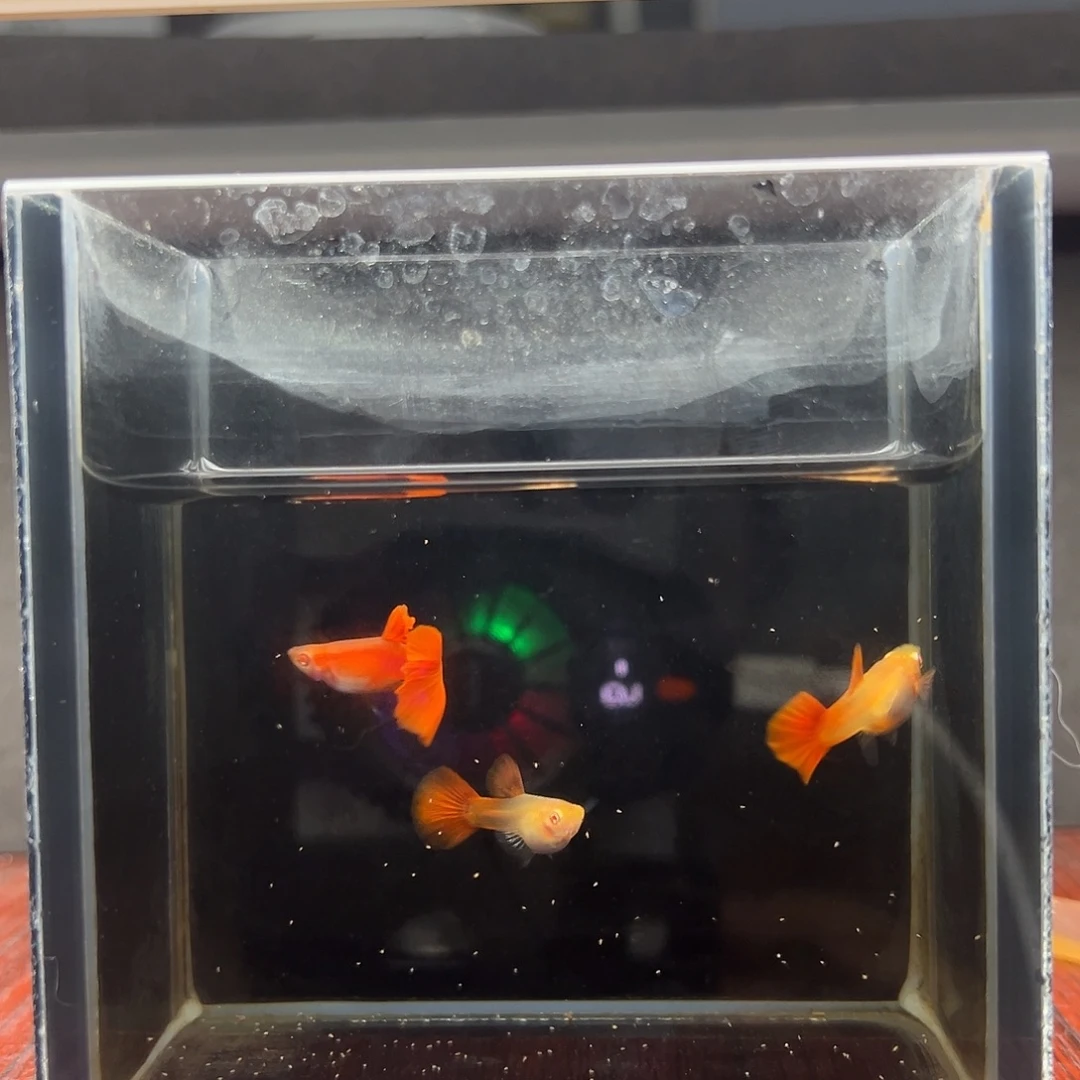 孔雀鱼全红一公两母