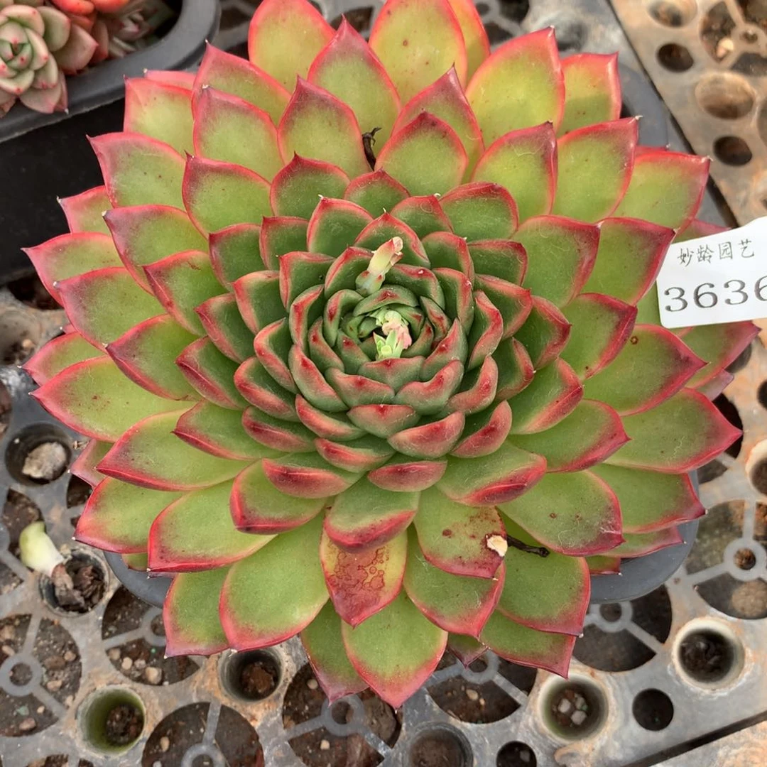 3636杂交精品基地16厘米