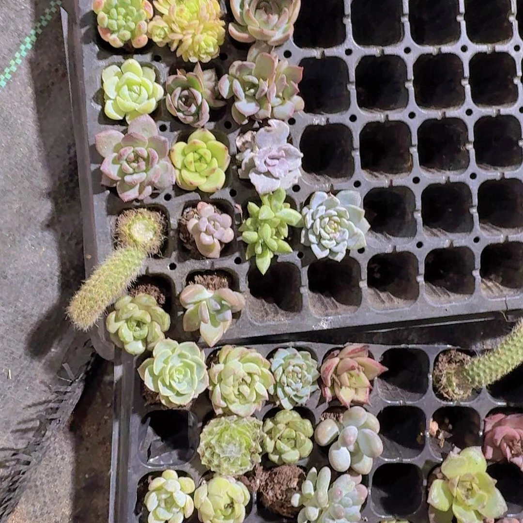 精品不重复33颗多肉