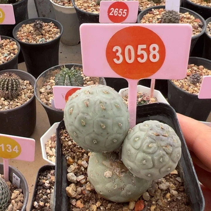 米奇习治野一棵30580