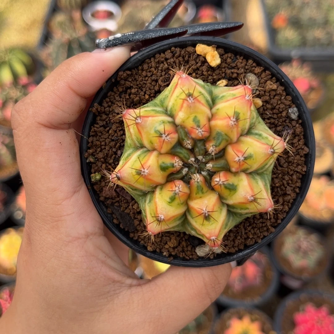 泰系米哈锦 带盆土发货