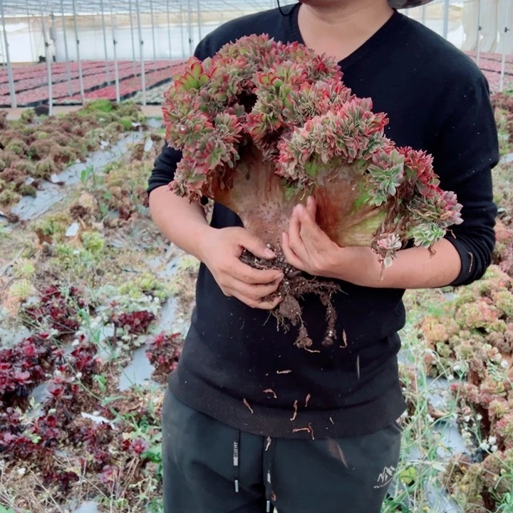 大颗女郎醉话62号多肉法师