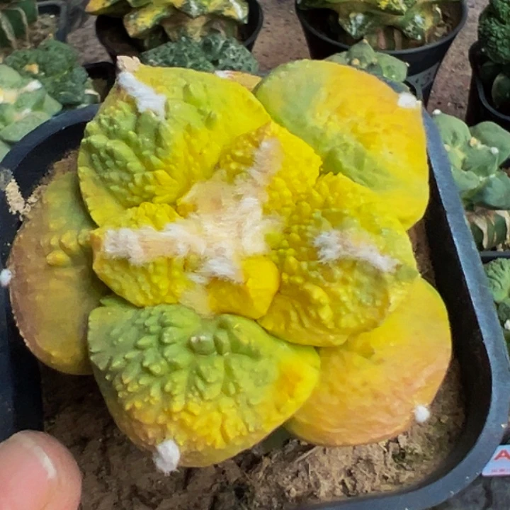 无花朵红黄绿大尤龟甲怒牡丹锦031