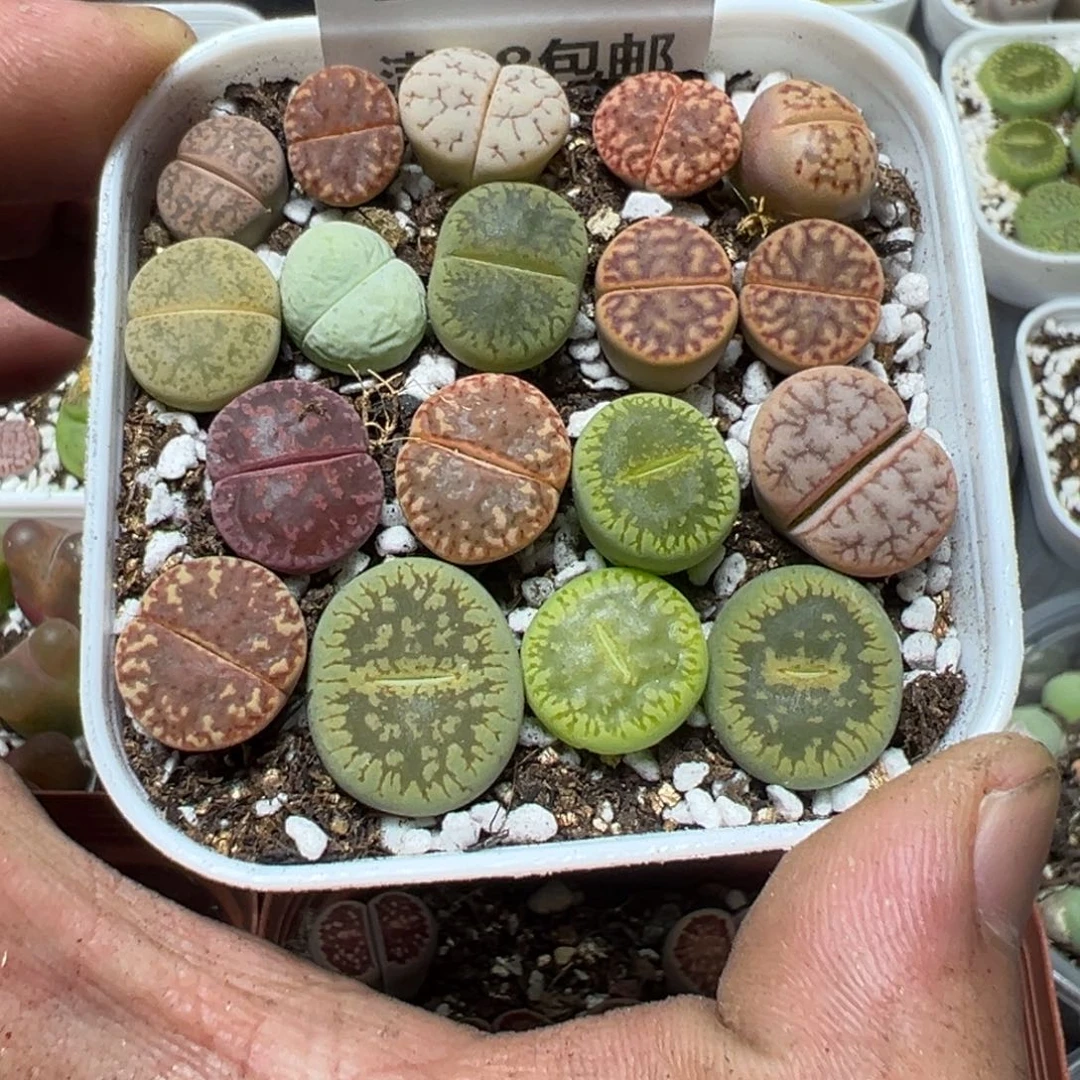 【闪购商品】 1002。