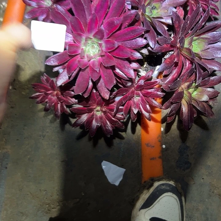 水****多肉法师植物链接99