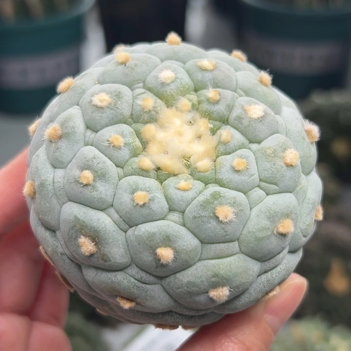 328 可帮发根可发货