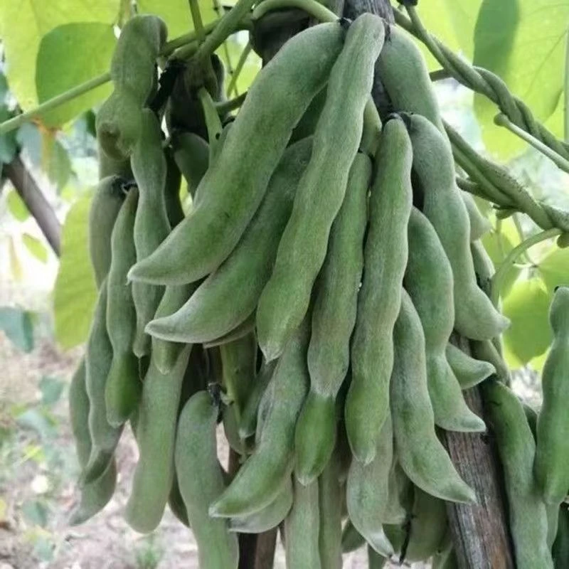 四川新鲜现摘狗儿豆/龙爪豆/猫猫豆/毛毛豆