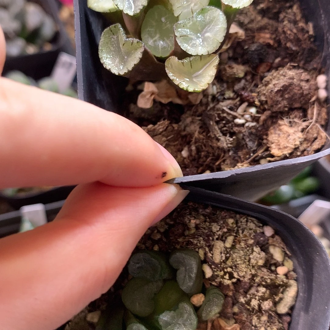 2个，一物一拍，欢迎