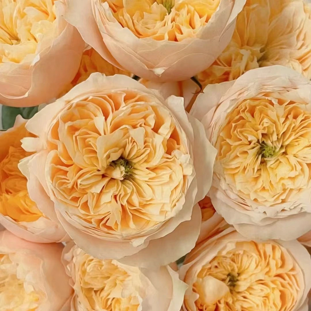 氧花季 黄蝴蝶玫瑰18支+2支防损 收到先醒花 拍1单发中通