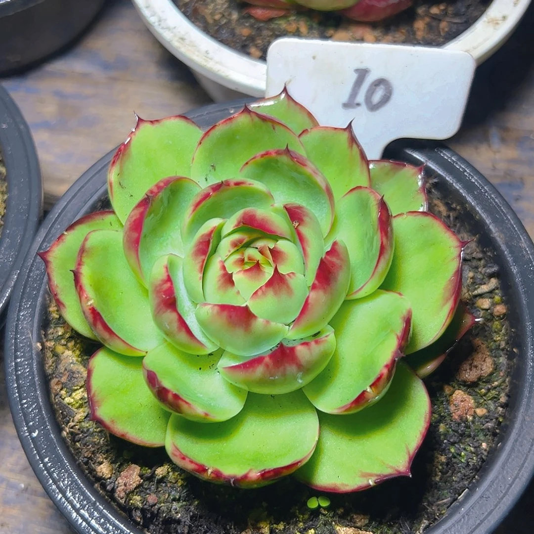 惊鸿仙子一物一拍10号