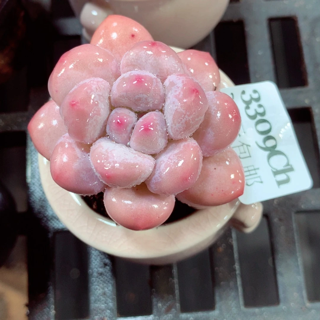 5厘米盆精控多肉3309