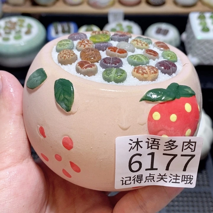 带盆土发货 精美盆栽6177