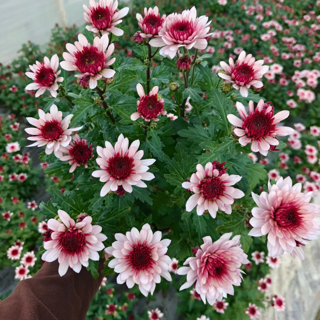 [波多利]盆栽四季开带花苞发阳台庭院好养绿植观花