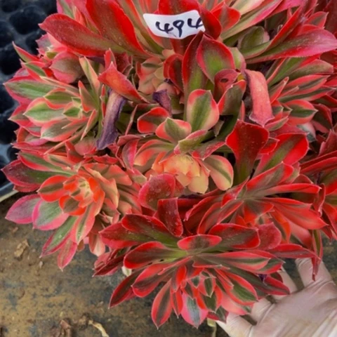 粉女巫变异多肉494多肉植物不包断