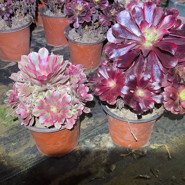 平***界不包侧枝一物一拍68