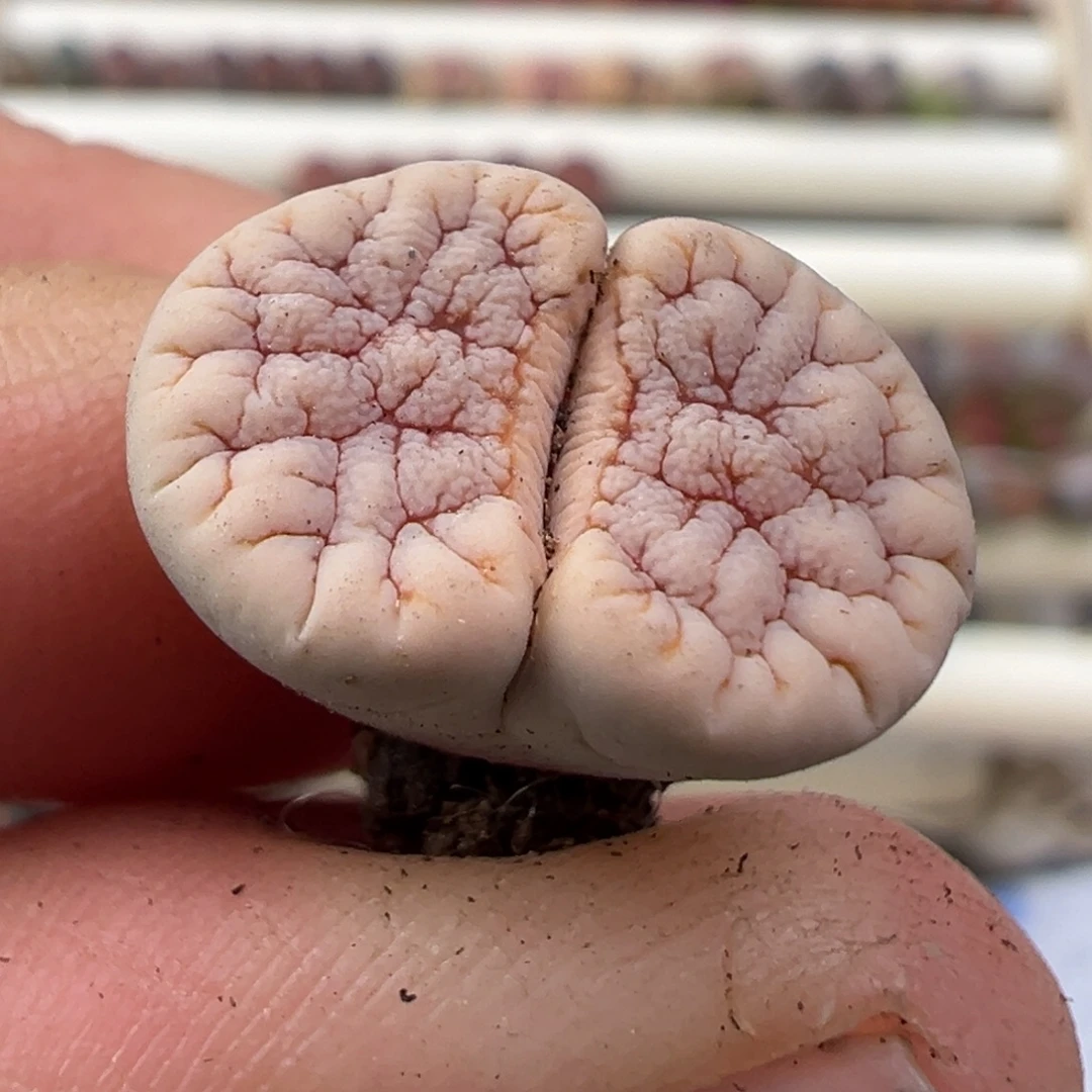 1.4好看的多肉脱土发货338