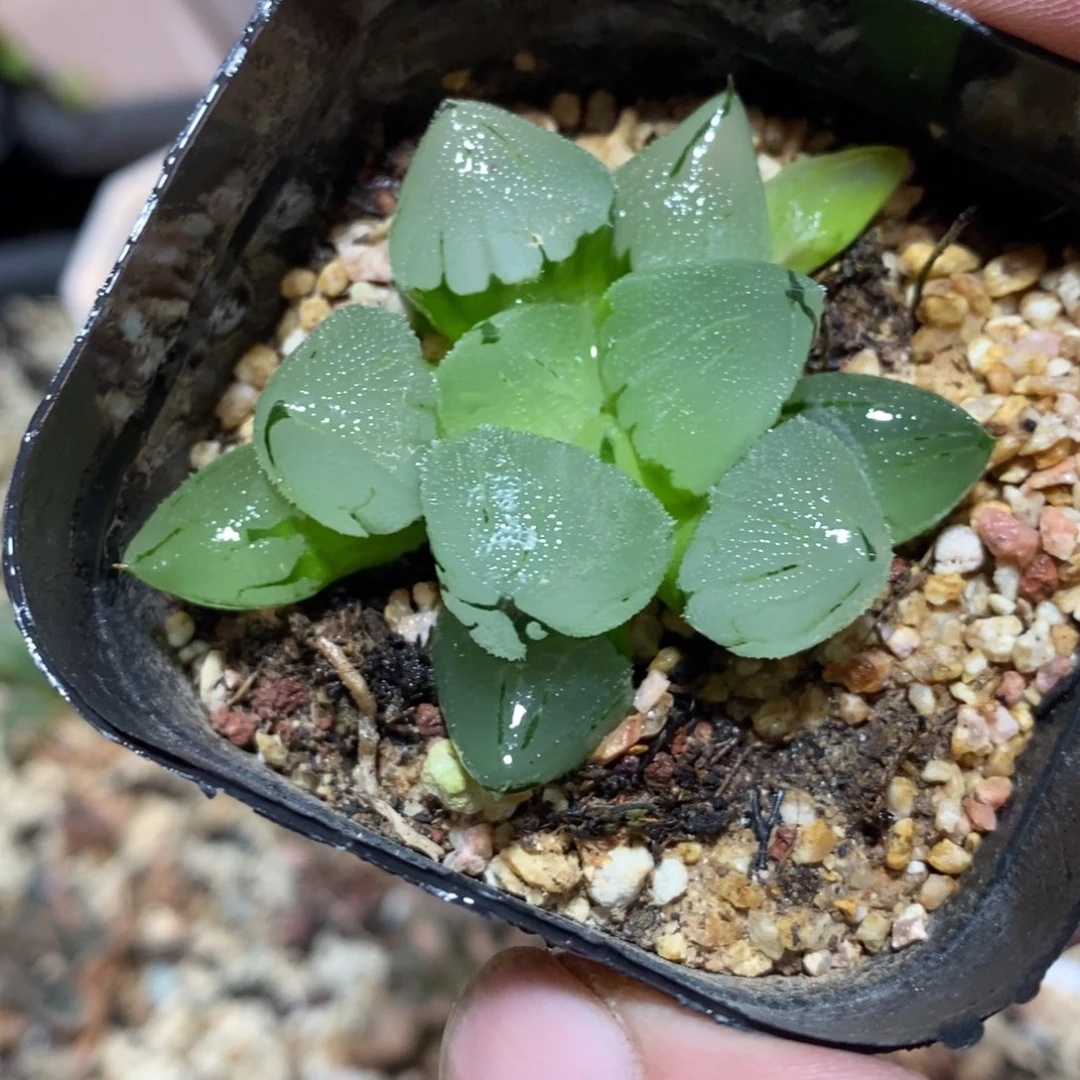 冰鸾玉一颗 元旦福利