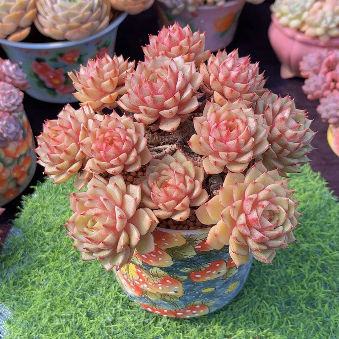 笨吧多肉植物多肉