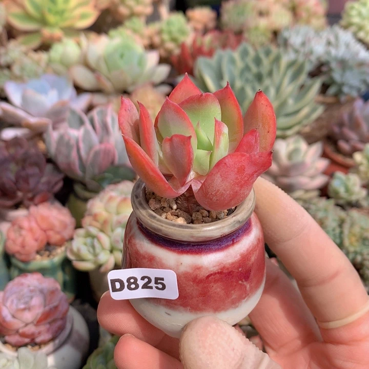 一物一拍含盆土满38包邮D825