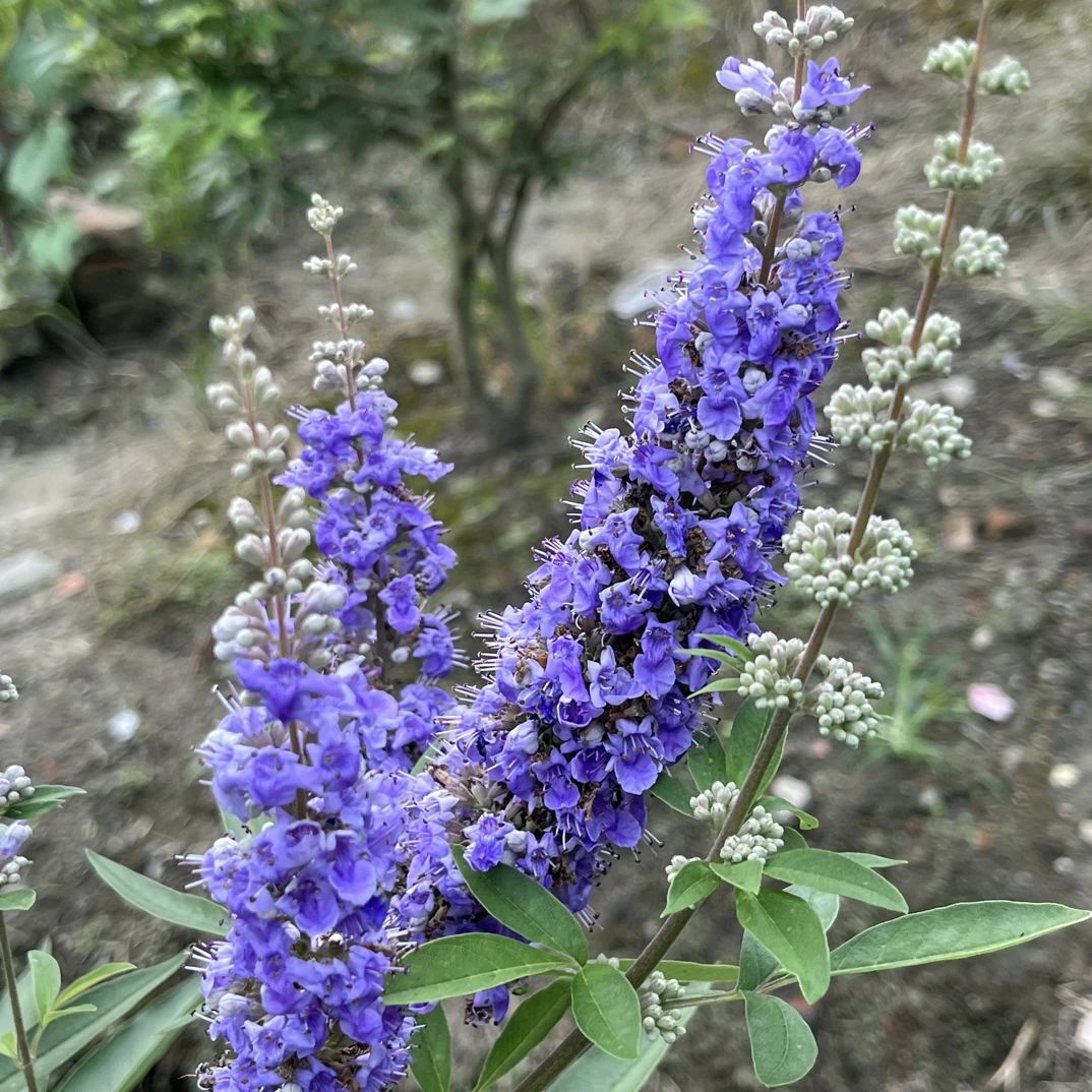 紫色穗花牡荆盆栽树苗耐热耐寒适合庭院阳台种植一物一拍发货不退