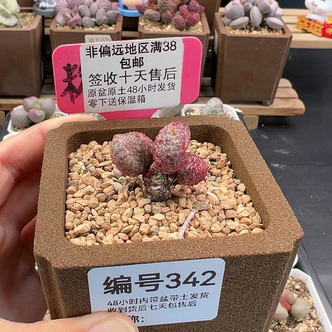 342猪舌多肉植物