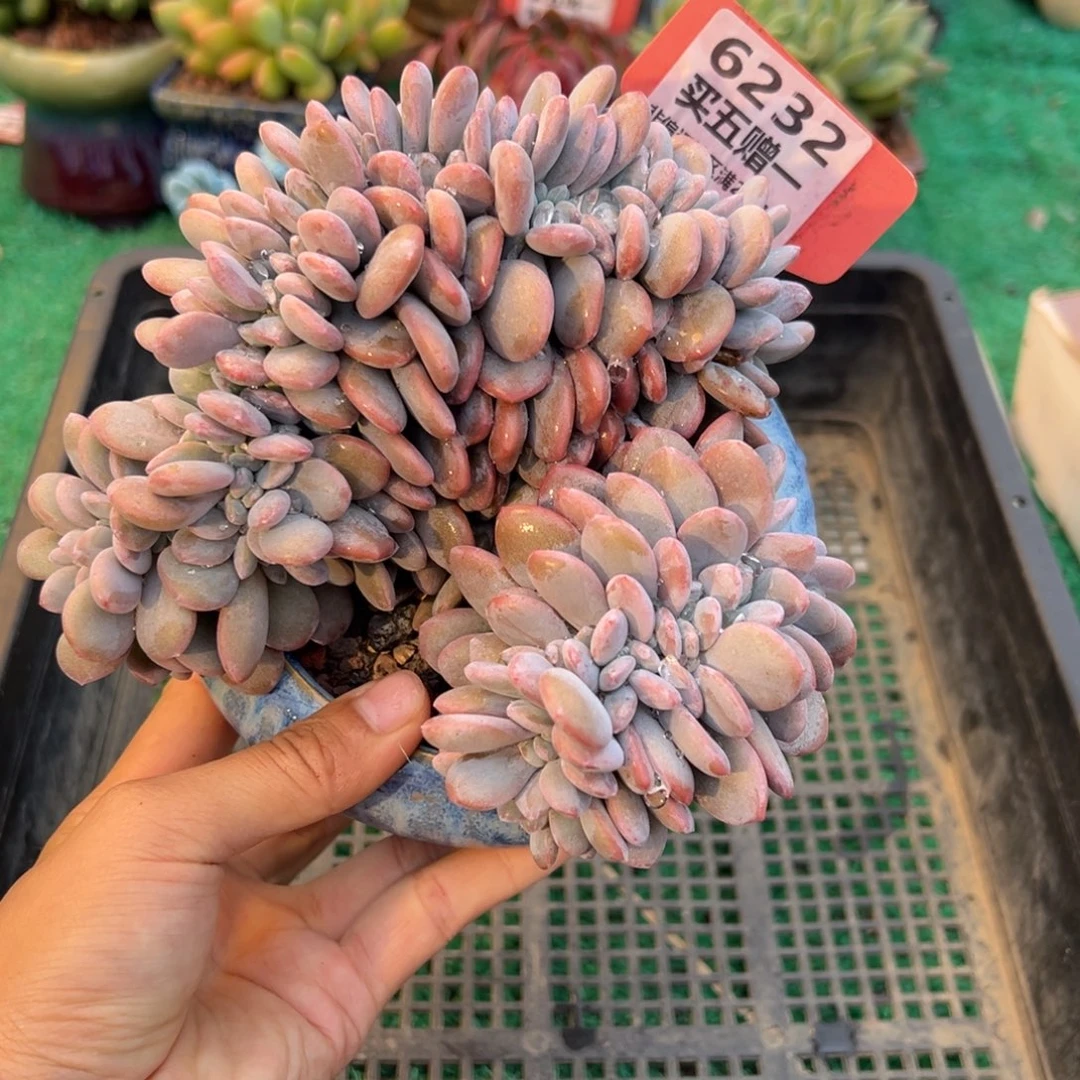 表妹精品多肉植物6232.