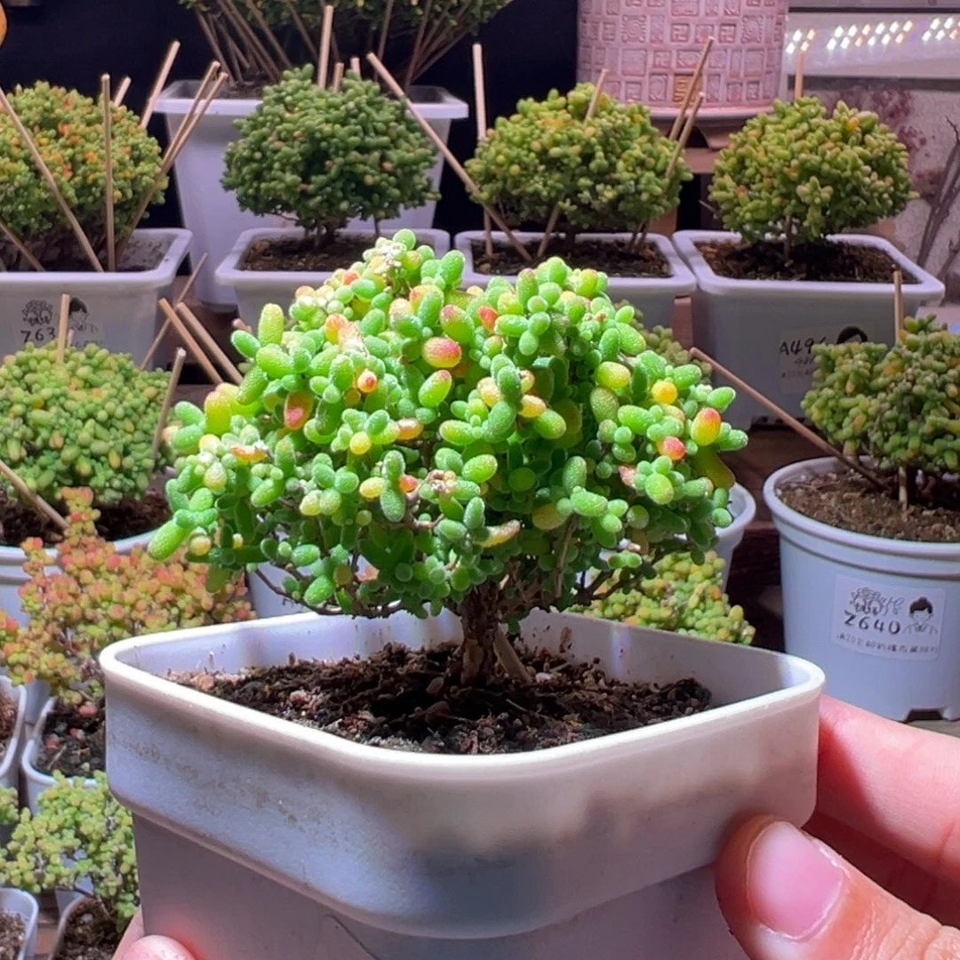 019蜜橘一物一拍带盆土发货