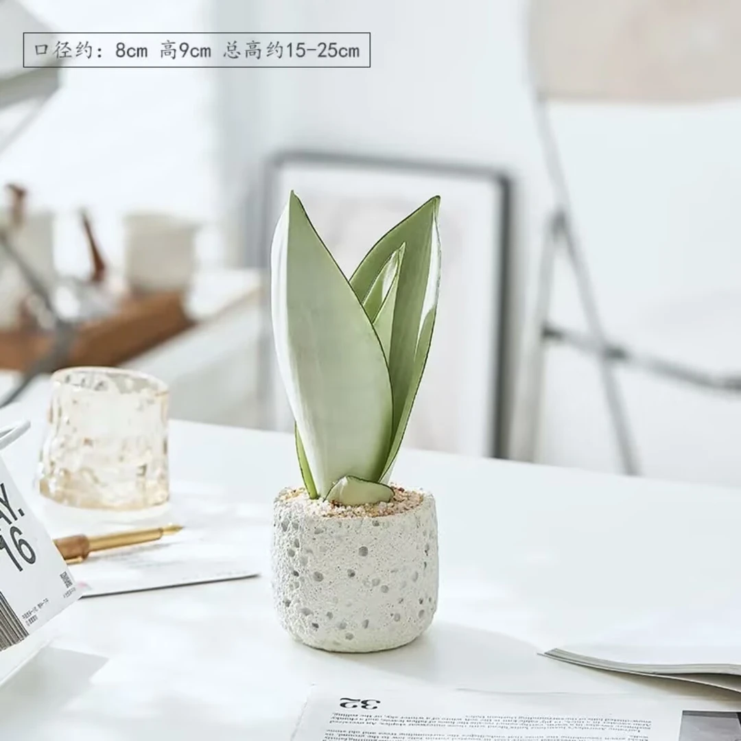 【白玉虎皮兰】虎皮兰盆栽室内虎尾兰办公室工位桌面绿植摆件好养活