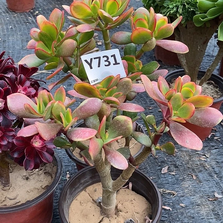 薇**星黄金花月731。